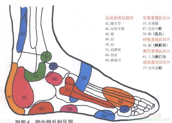 腳外側(cè)反射區(qū)圖