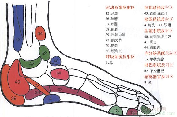 腳內(nèi)側(cè)反射區(qū)圖