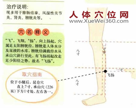 飛揚穴位位置圖