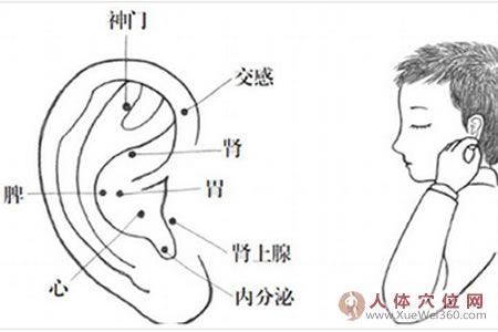 耳穴壓豆減肥法，小胖墩體型變標準