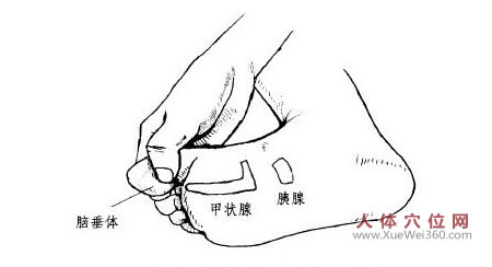 甲狀腺按摩方法