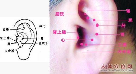 耳穴也能治嘔吐