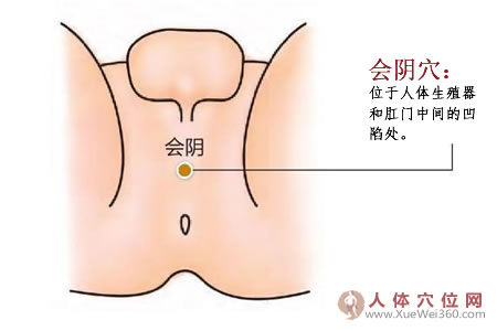 會(huì)陰穴