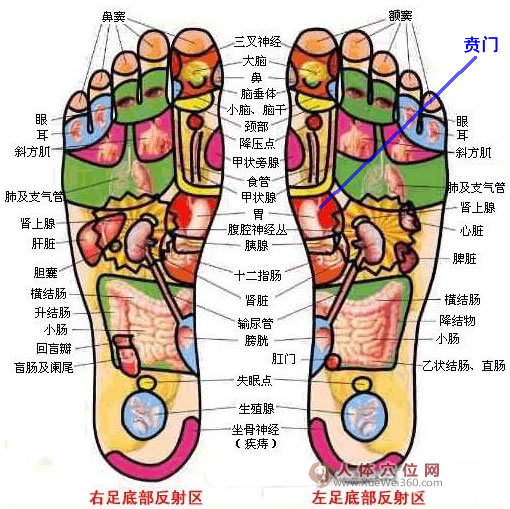 足底反射區(qū)：賁門